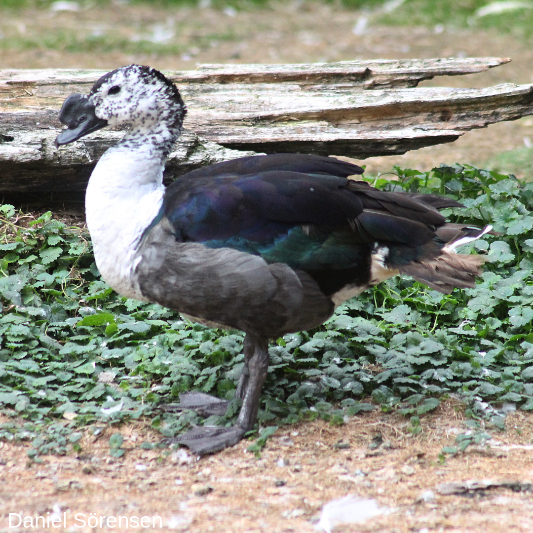 Knob-billed duck