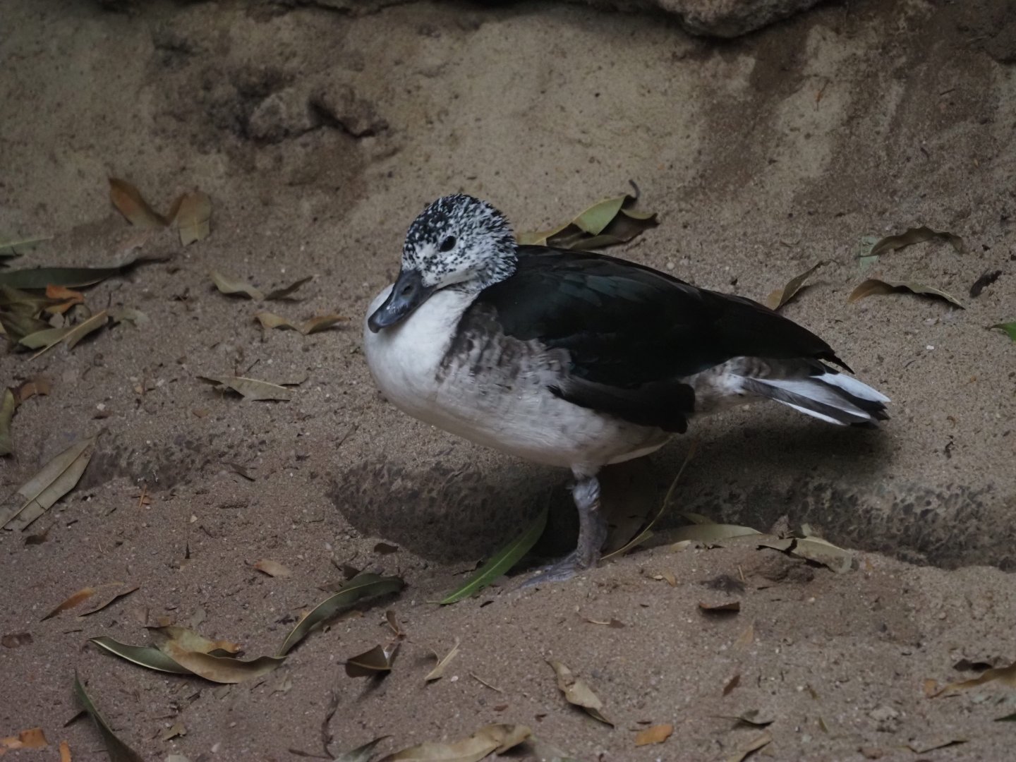 Knob-Billed Duck