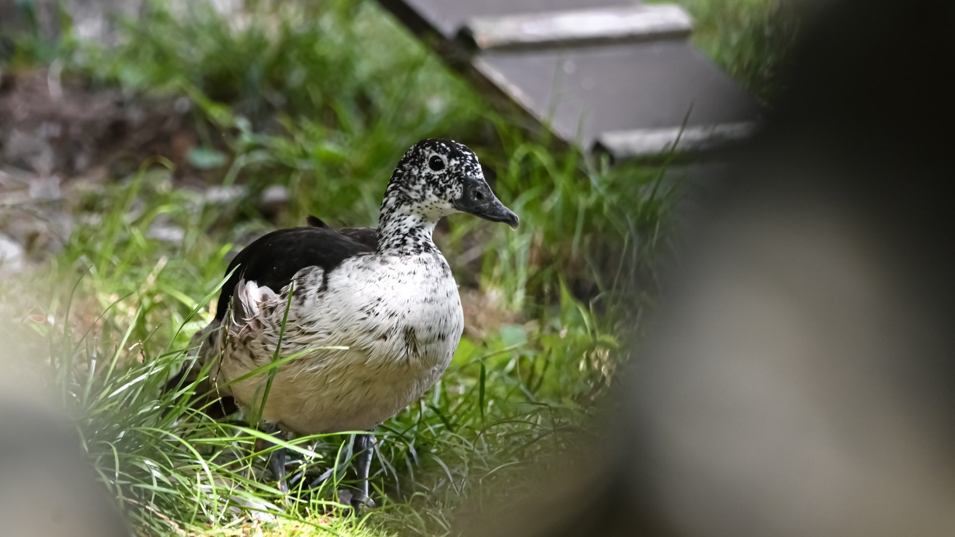 Knob-billed duck
