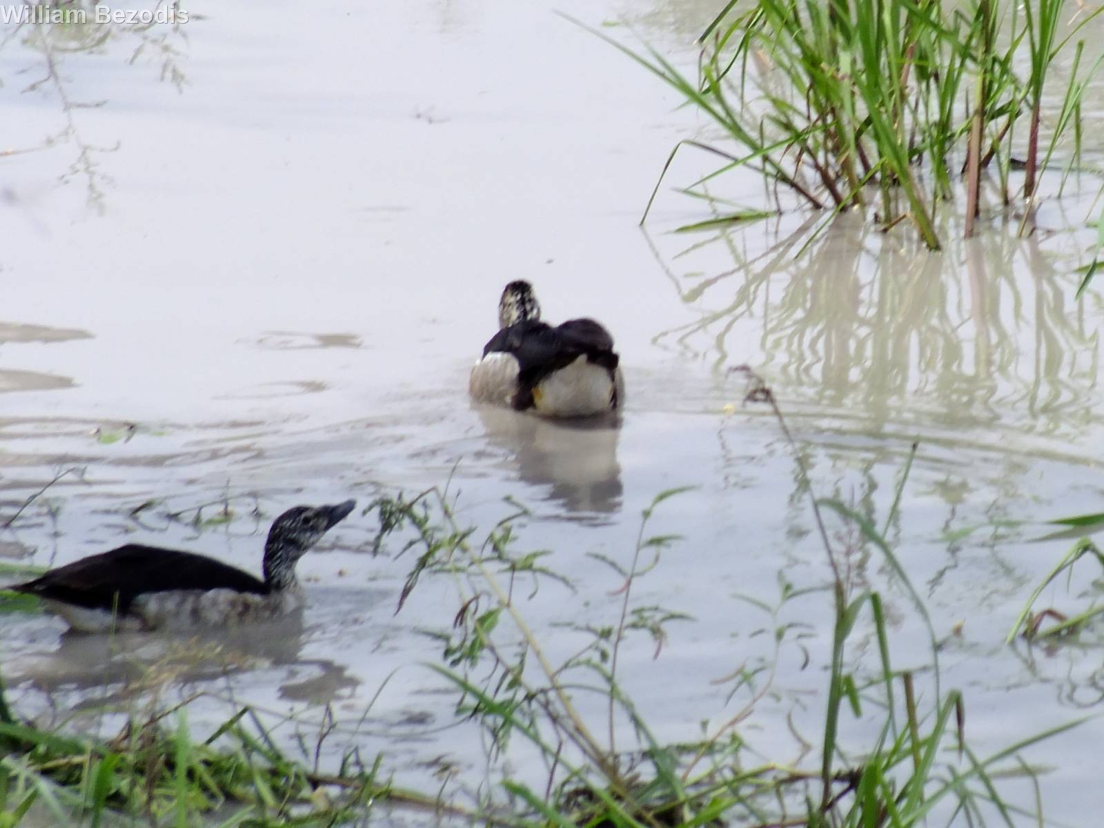 Knob-billed Ducks