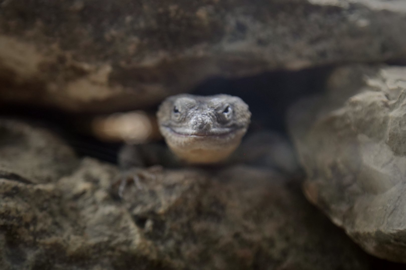 Knob-scaled Lizard (Xenosaurus grandis)