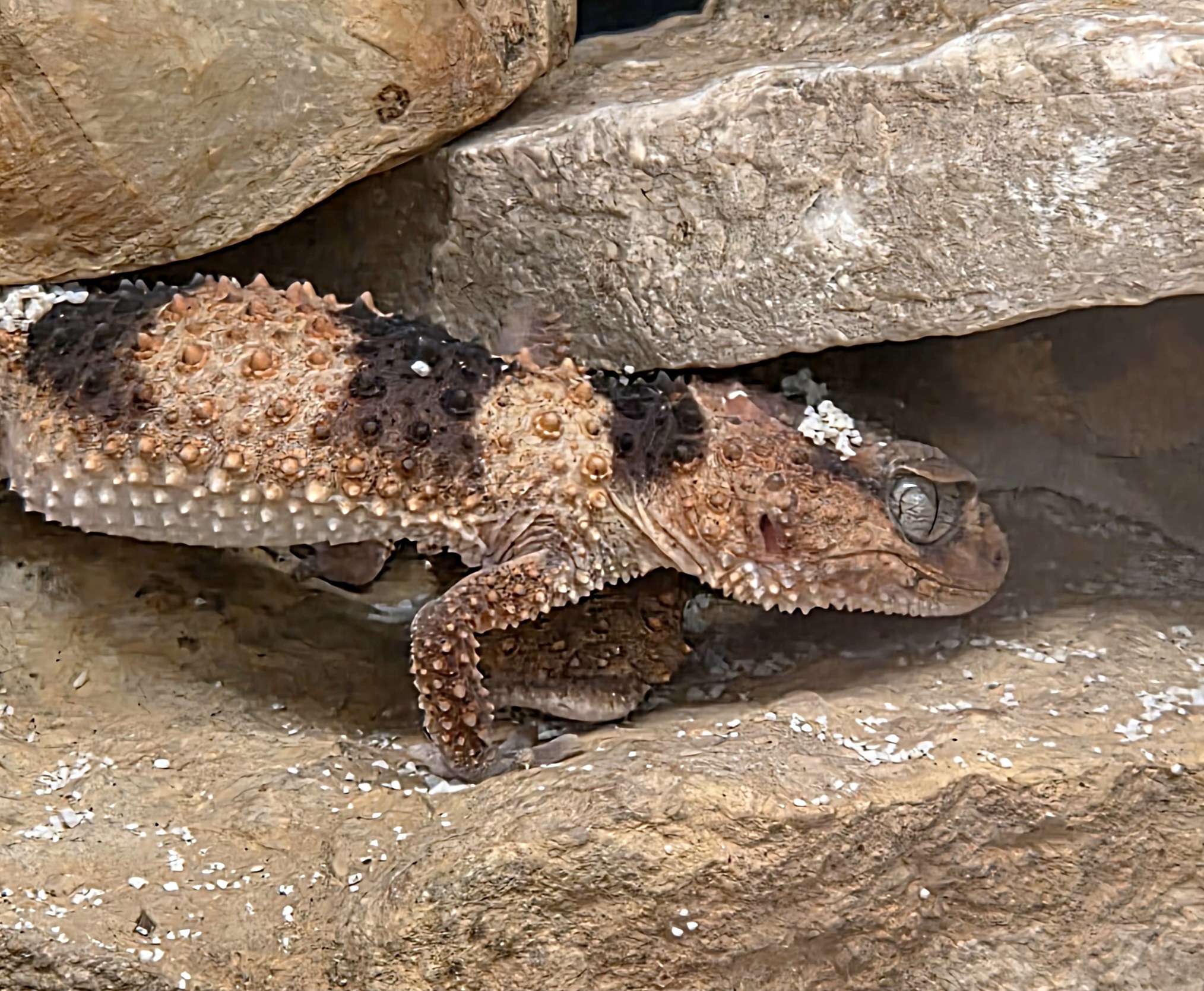 Knob Tail Gecko - Reptile Gardens