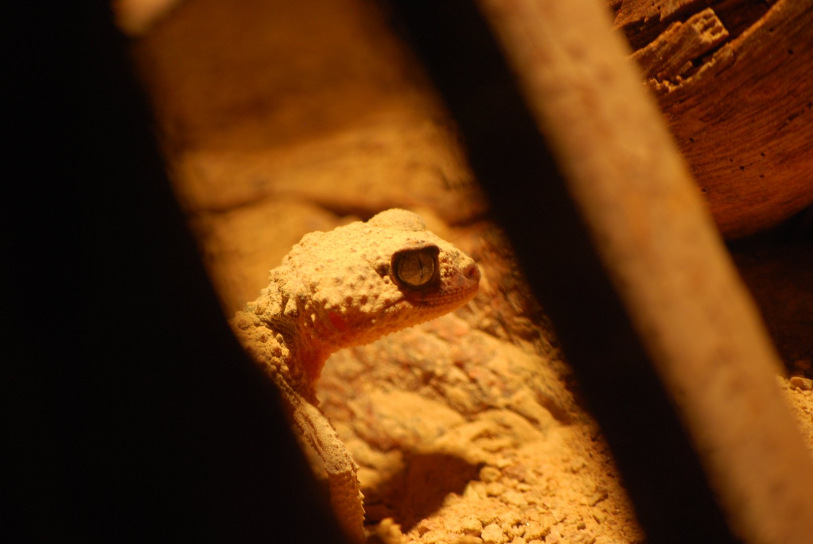 Knob-Tailed Gecko