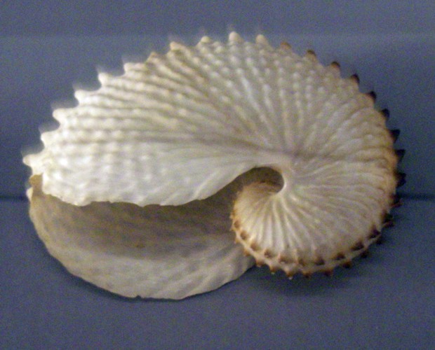 Knobbed Argonaut (Argonauta nodosa)