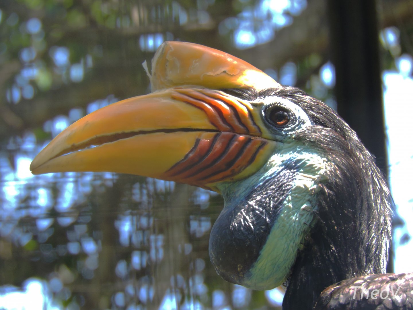 Knobbed hornbill [2016]