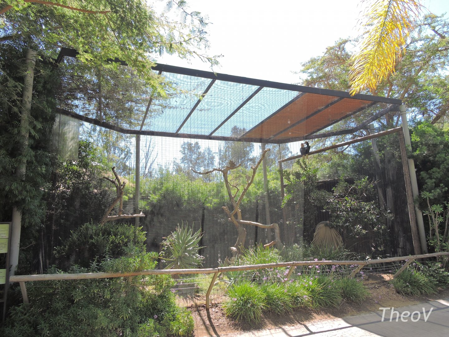 Knobbed hornbill aviary [2015]