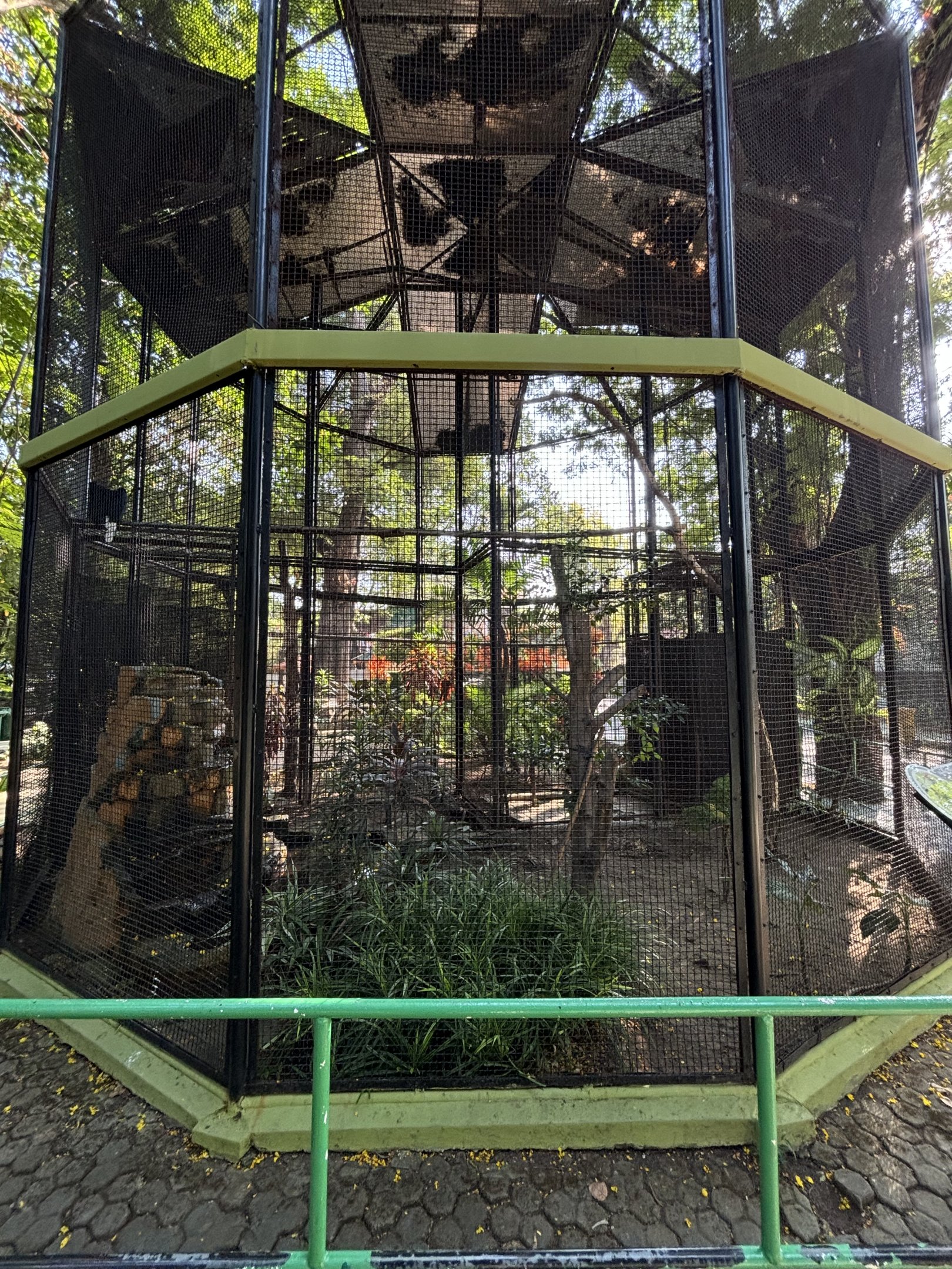 Knobbed Hornbill Aviary