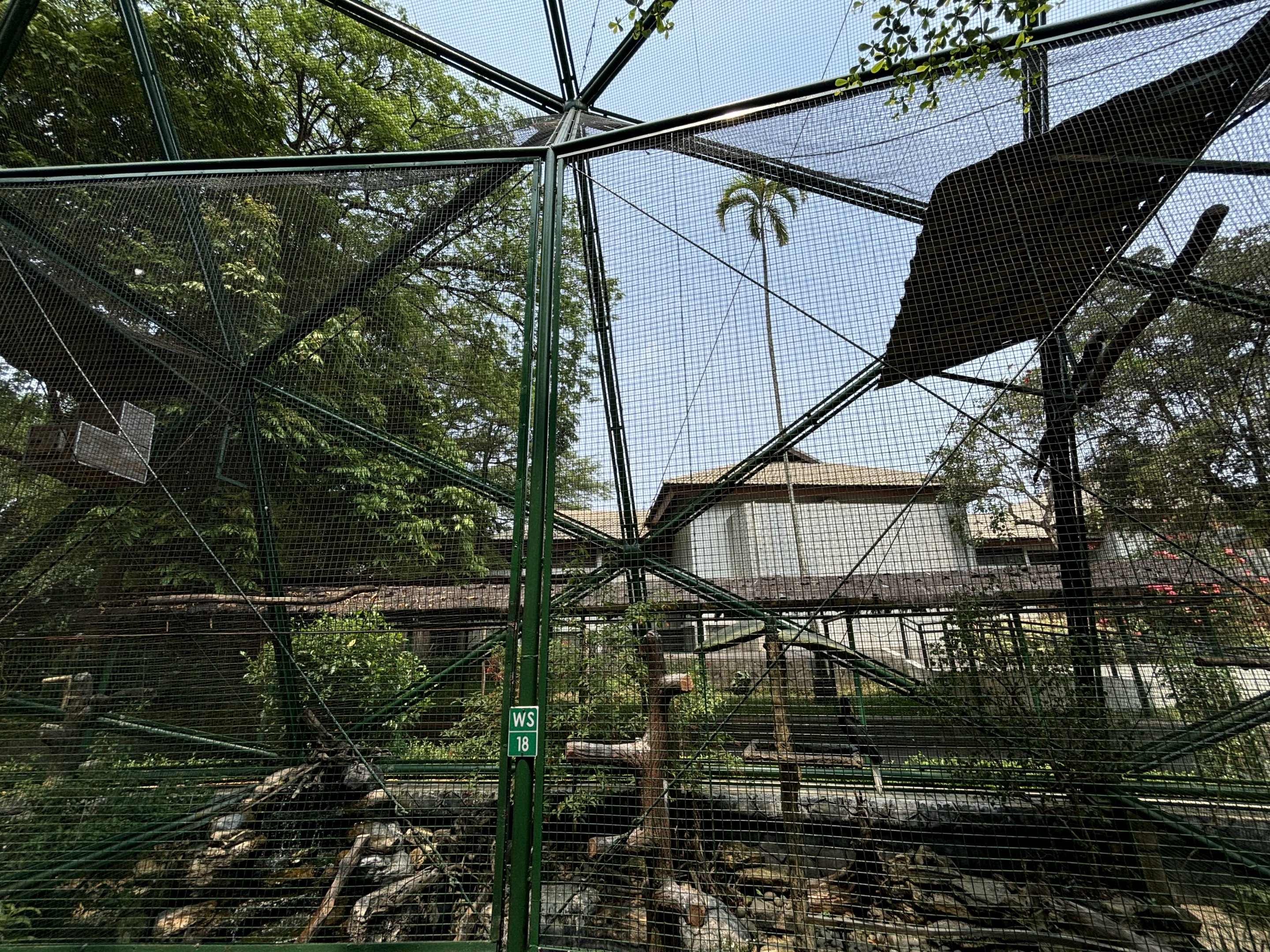 Knobbed Hornbill Aviary