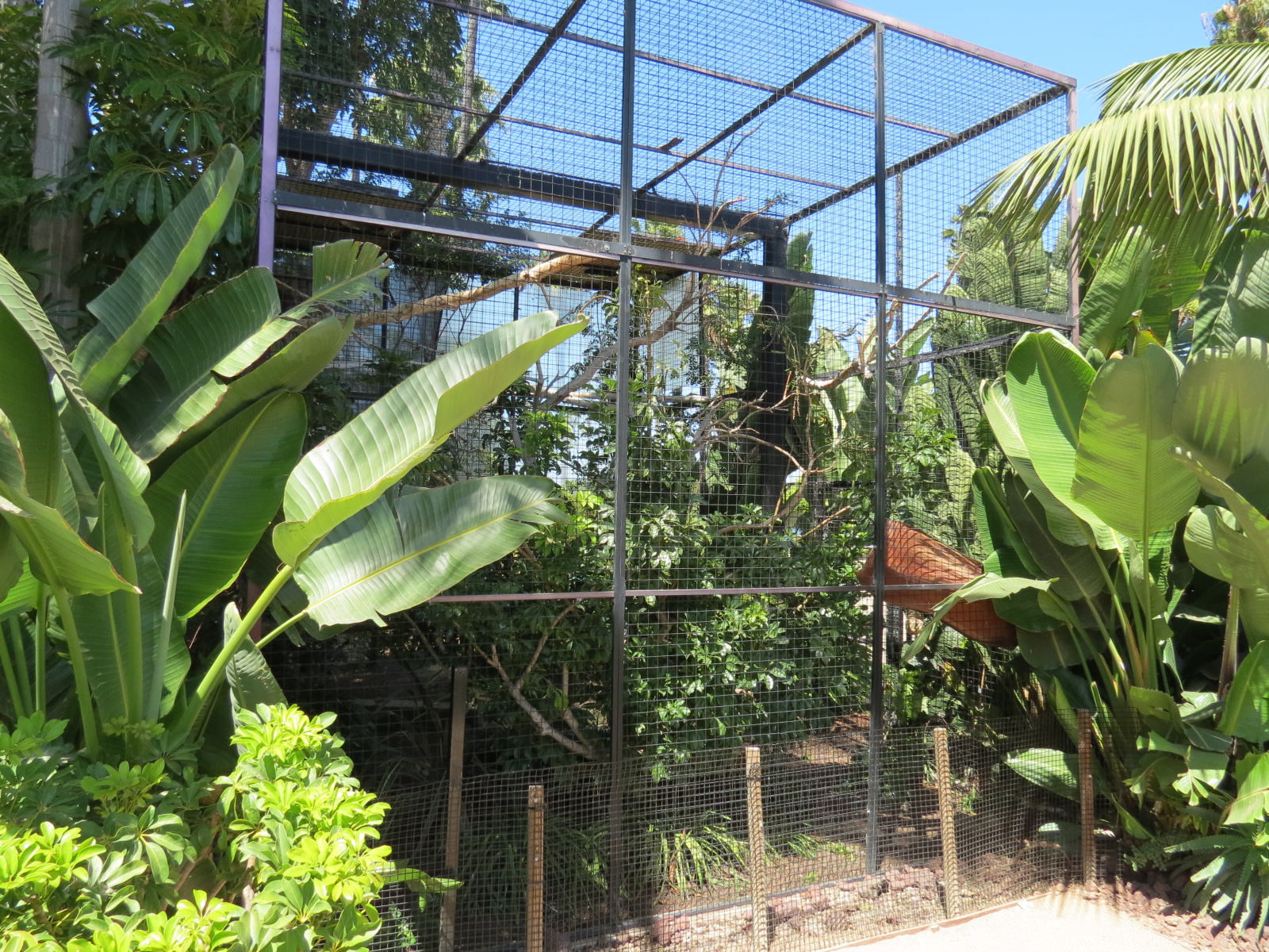 Knobbed Hornbill Exhibit