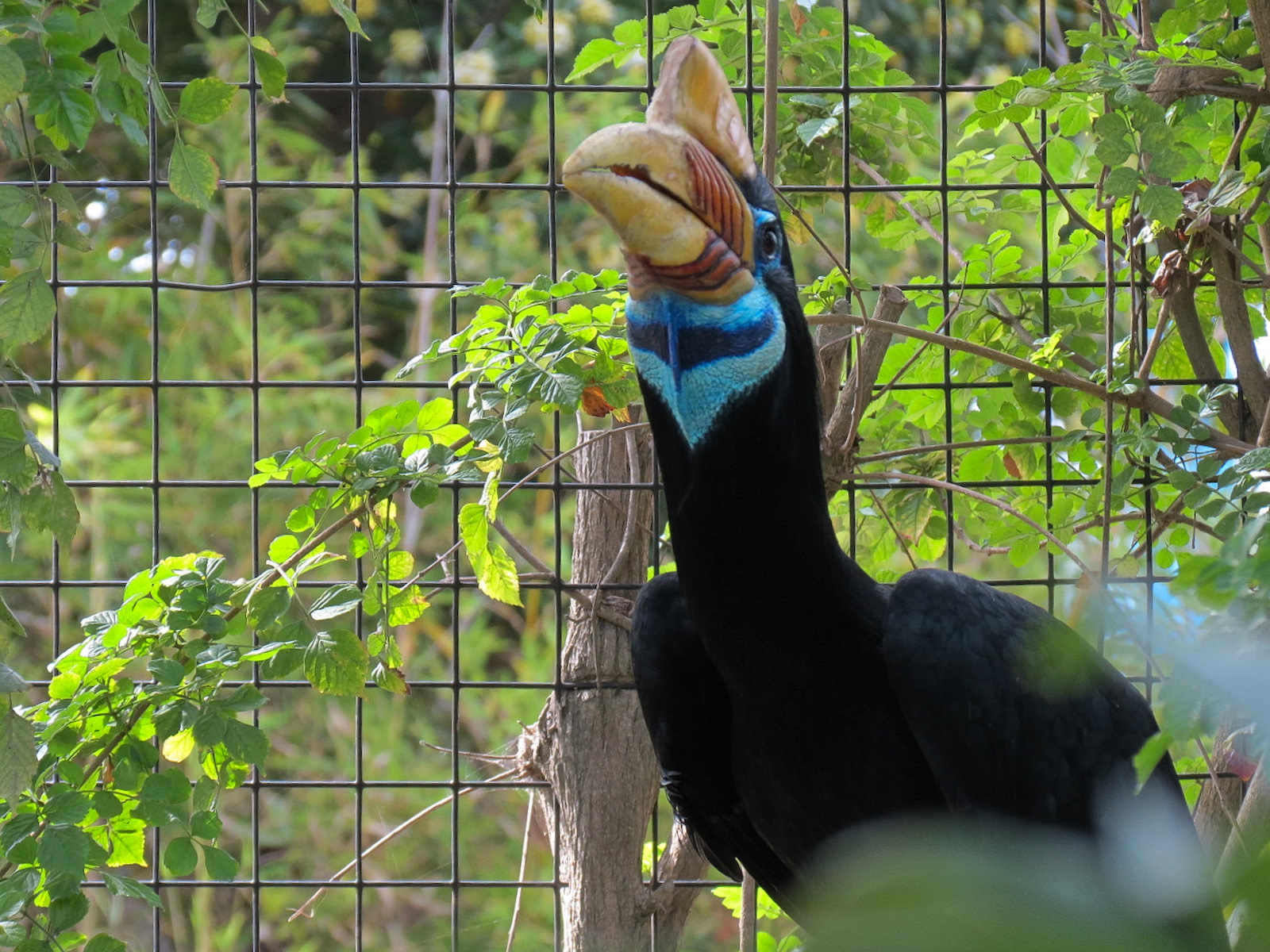 Knobbed Hornbill Exhibit