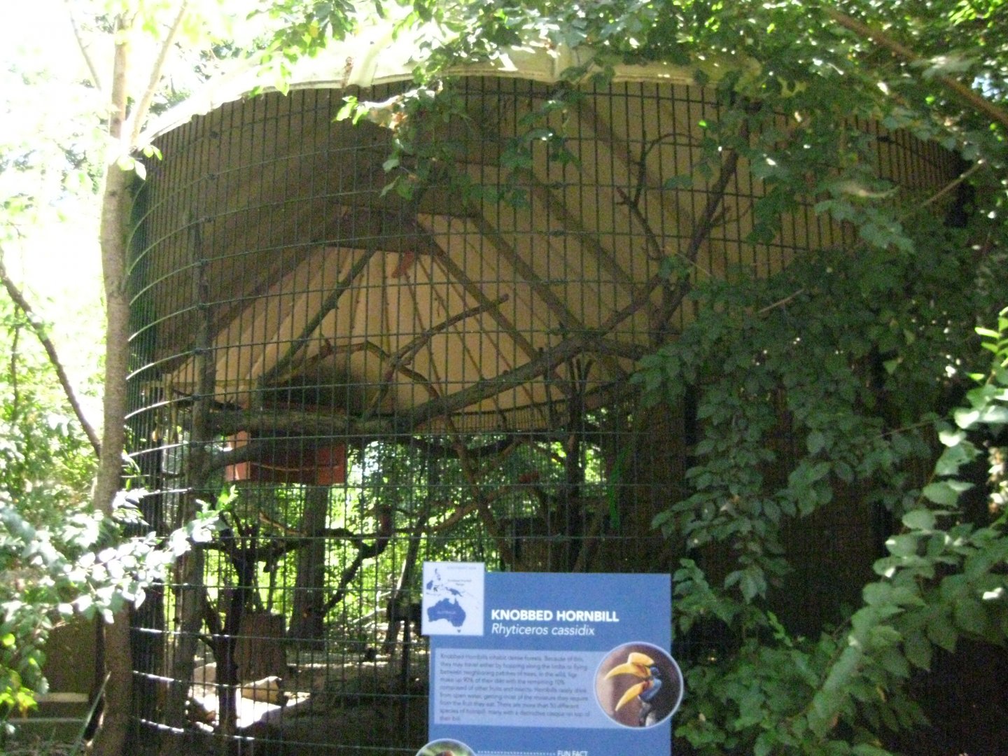 Knobbed Hornbill Exhibit