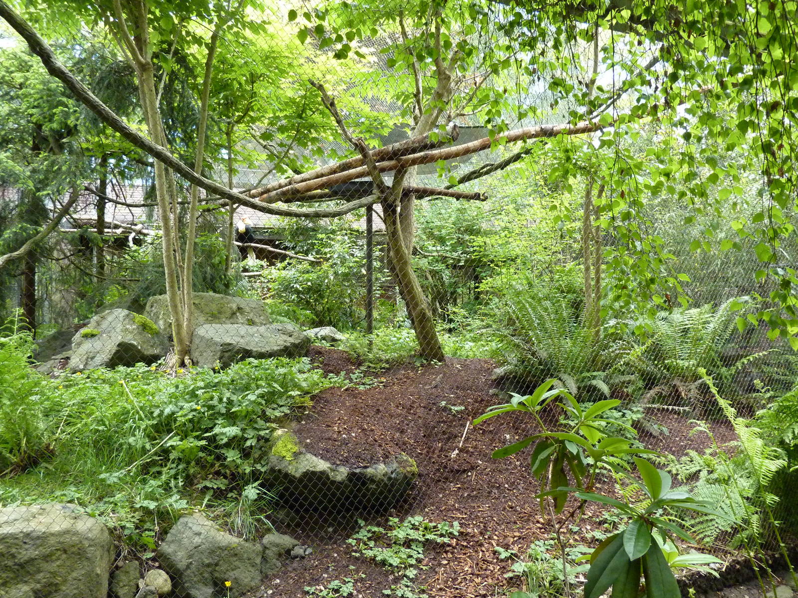 Knobbed Hornbill Exhibit