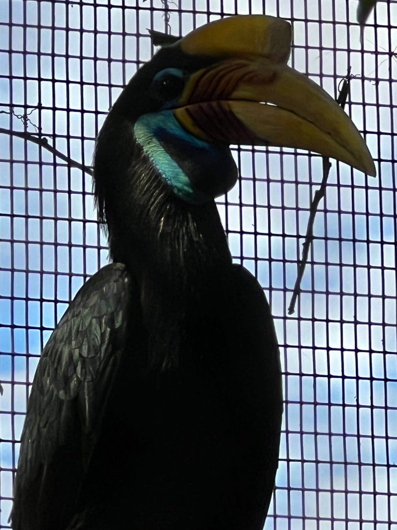 Knobbed Hornbill Female