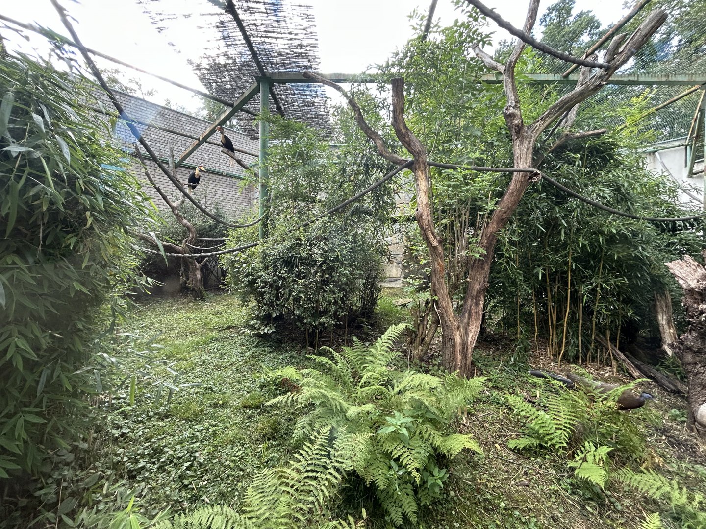 Knobbed Hornbill & Great Argus Aviary