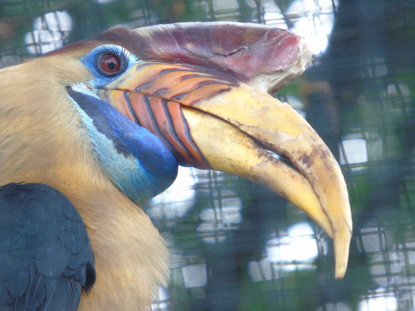 Knobbed hornbill - July 2018