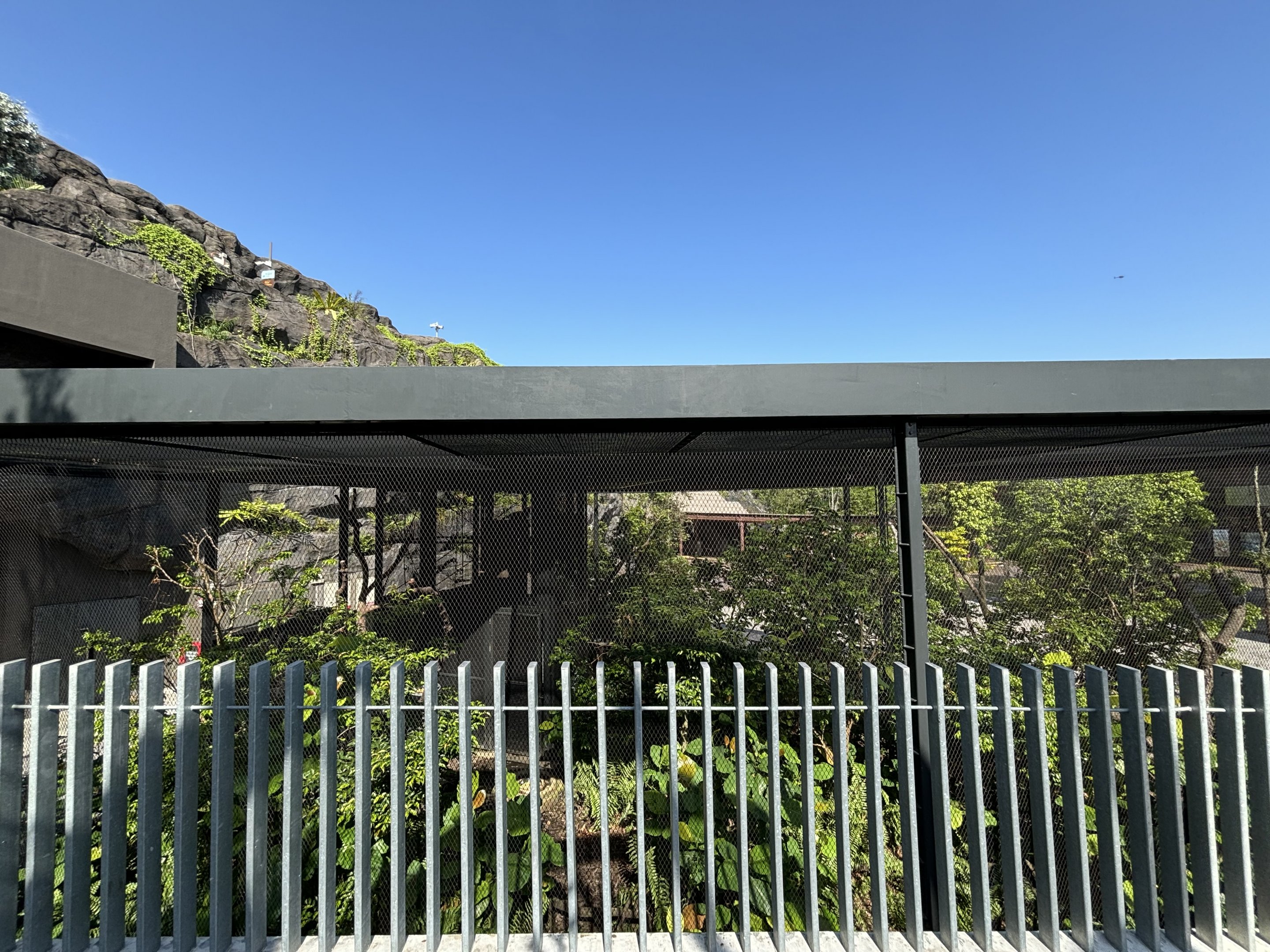 Knobbed Hornbill + Malay Crestless Fireback