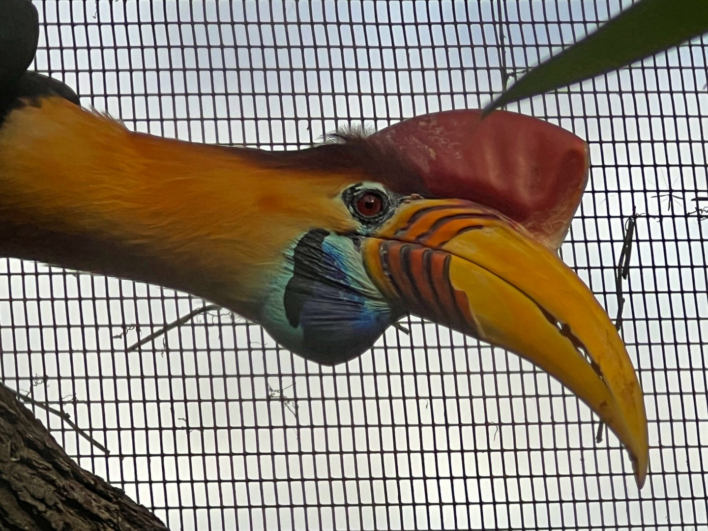 Knobbed Hornbill Male Closeup