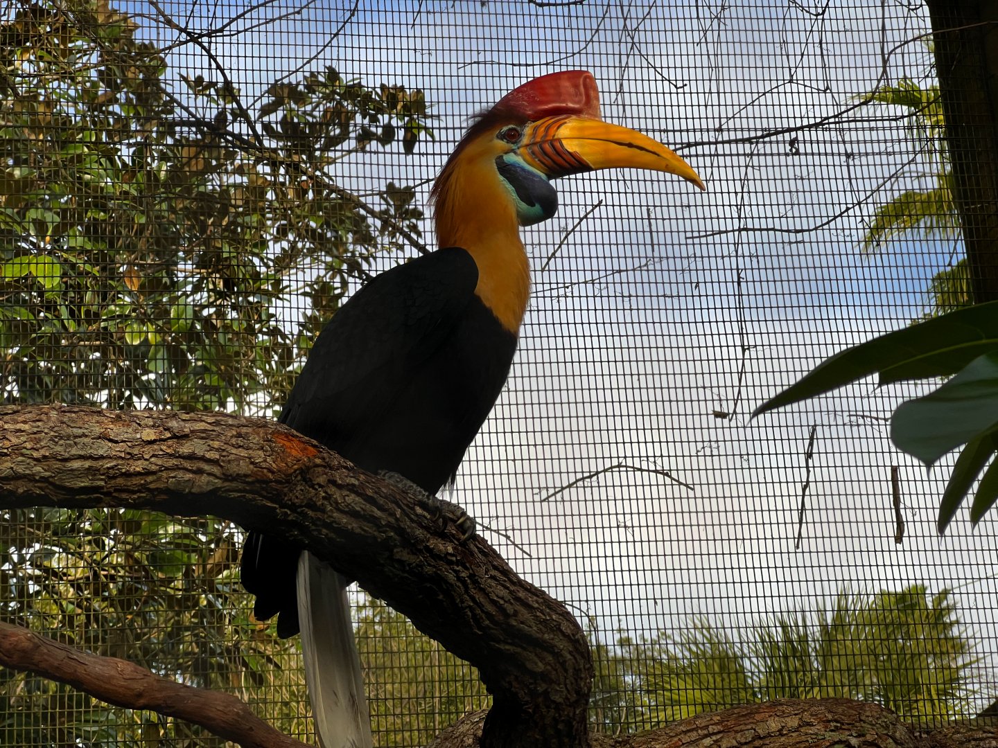 Knobbed Hornbill Male