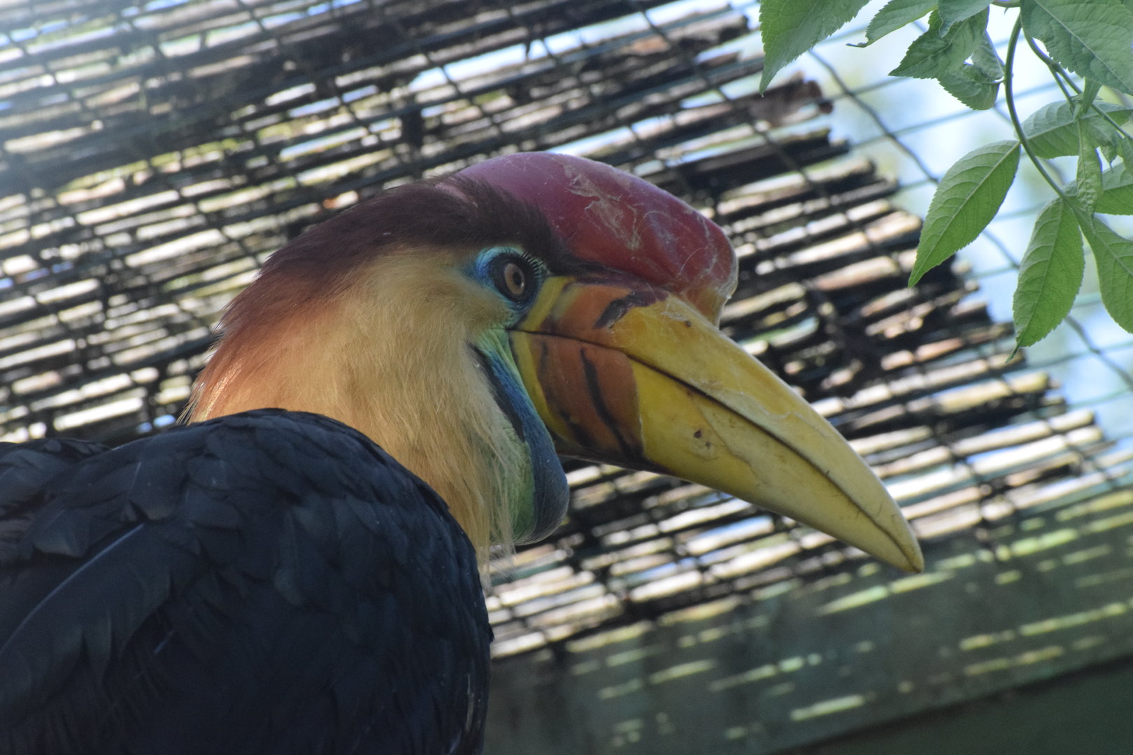 Knobbed hornbill - October 2023