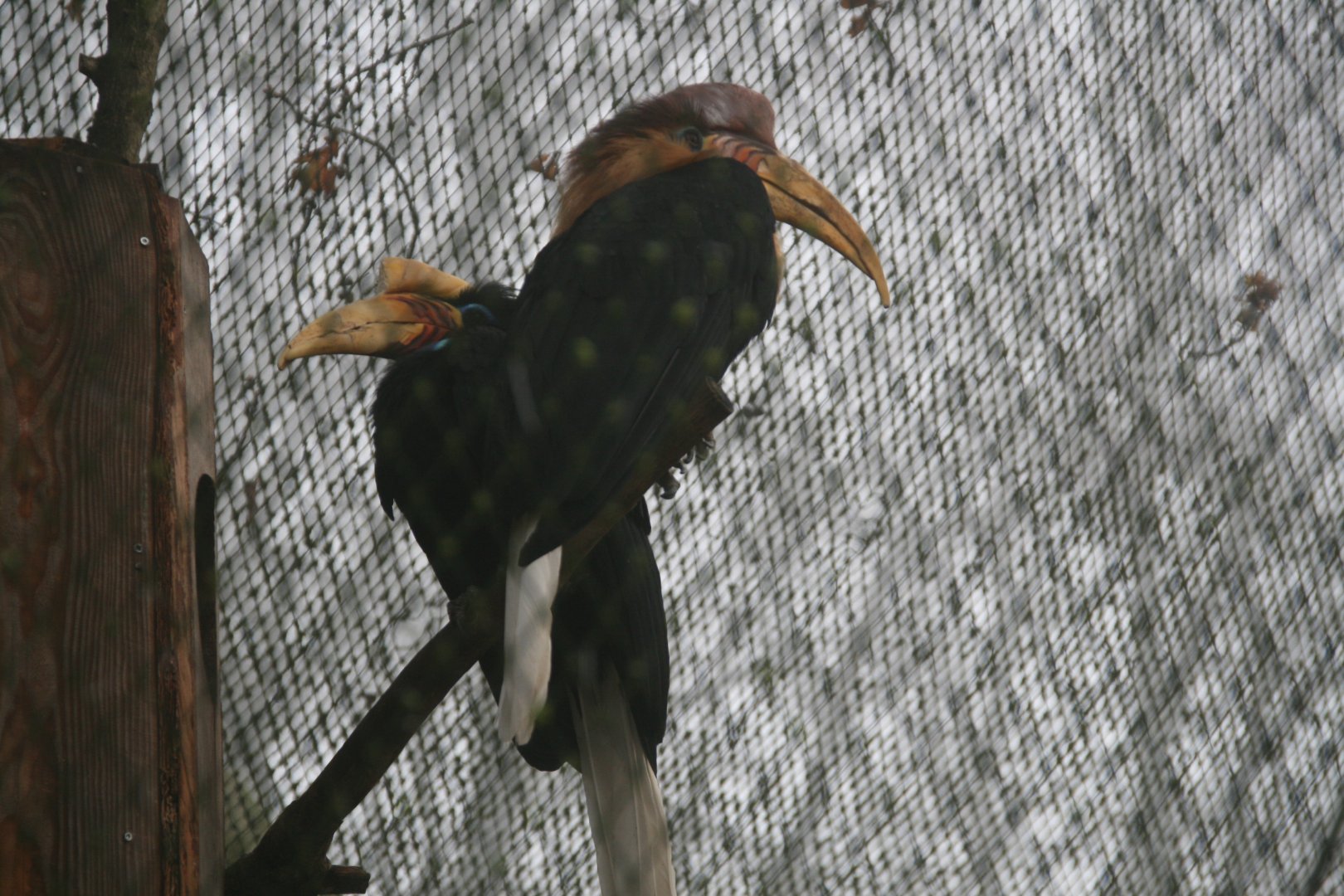 Knobbed Hornbill pair