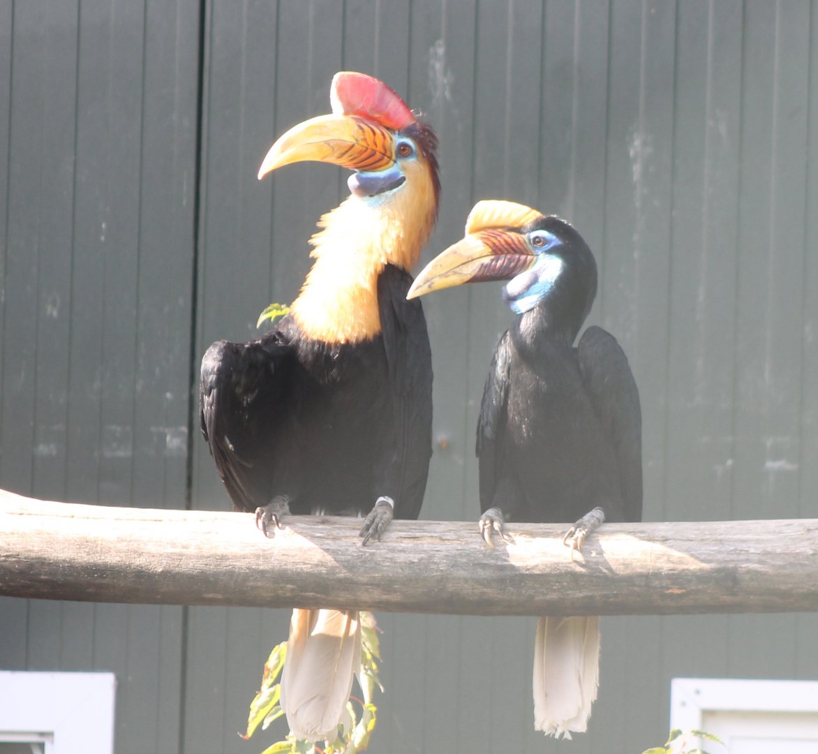 Knobbed hornbill-pair