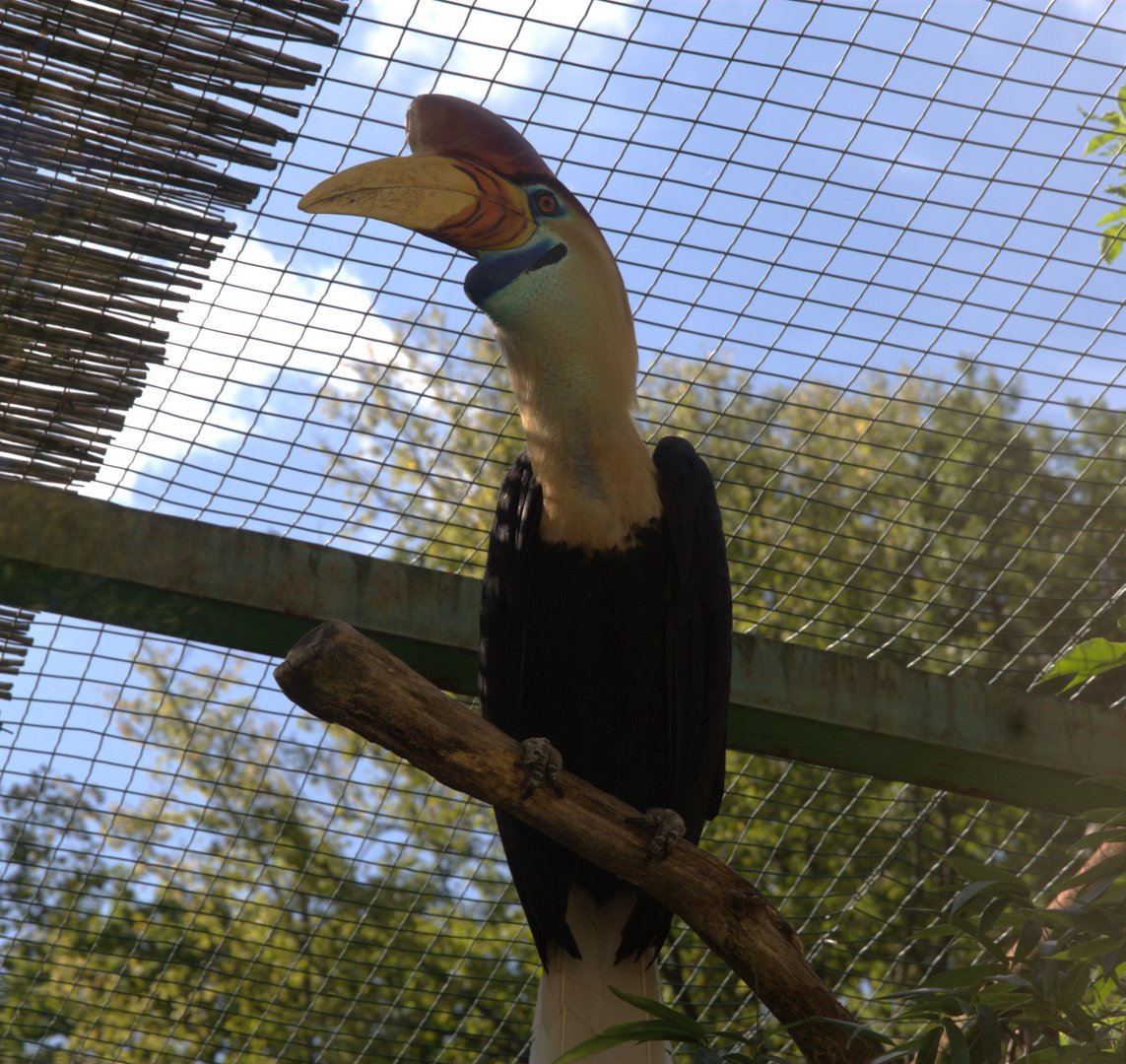 Knobbed Hornbill (Rhyticeros cassidix), 11-09-25