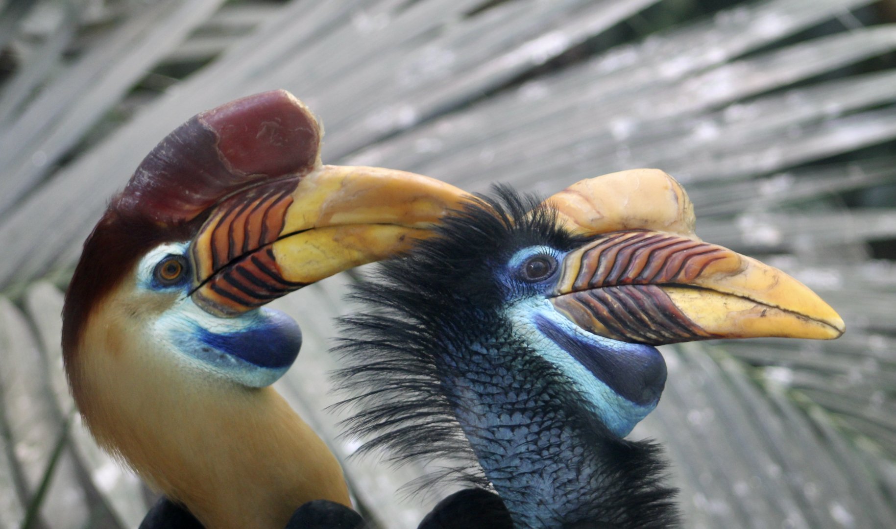 Knobbed Hornbill (Rhyticeros cassidix) pair
