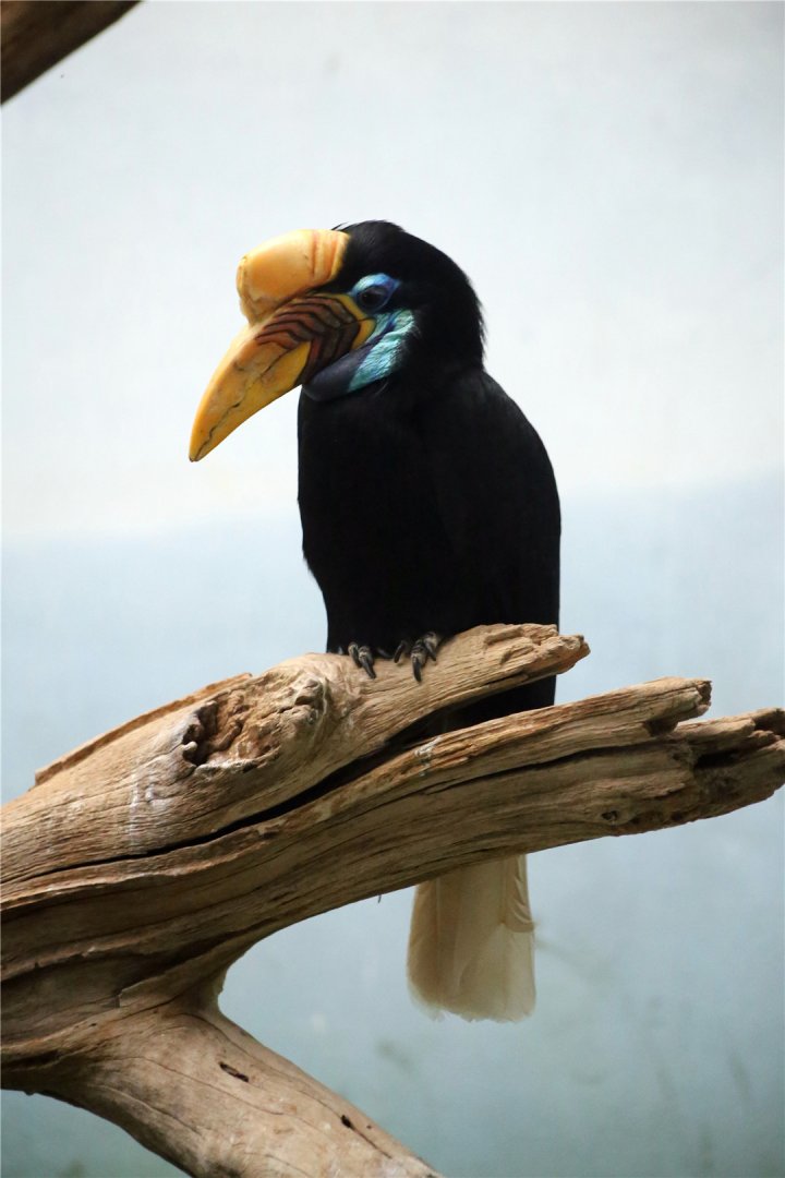 Knobbed hornbill (Rhyticeros cassidix)