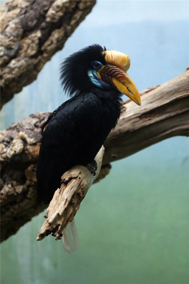 Knobbed hornbill (Rhyticeros cassidix)