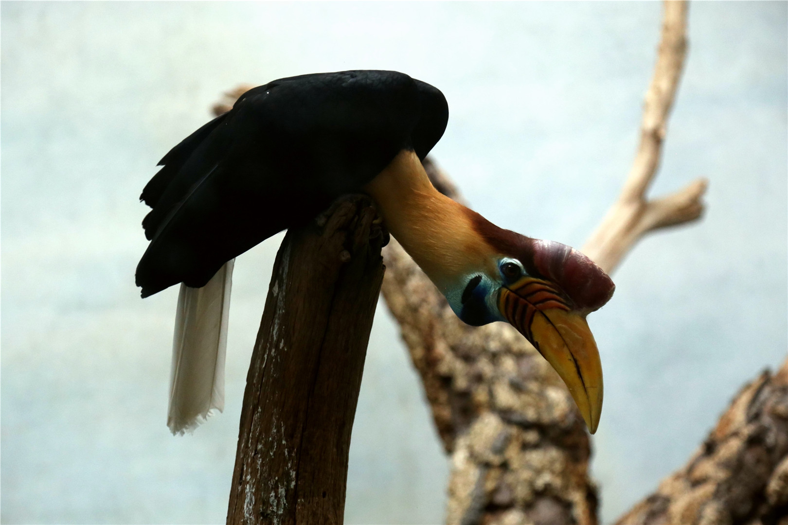 Knobbed hornbill (Rhyticeros cassidix)