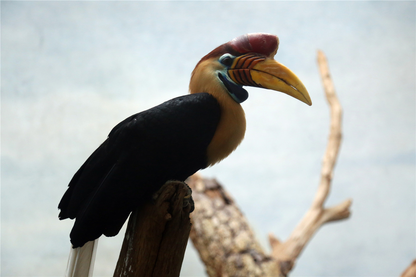 Knobbed hornbill (Rhyticeros cassidix)