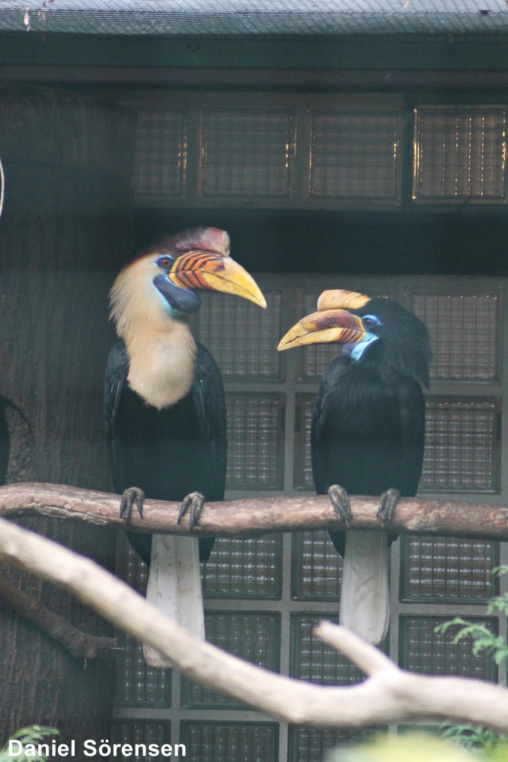 Knobbed hornbill (Rhyticeros cassidix)