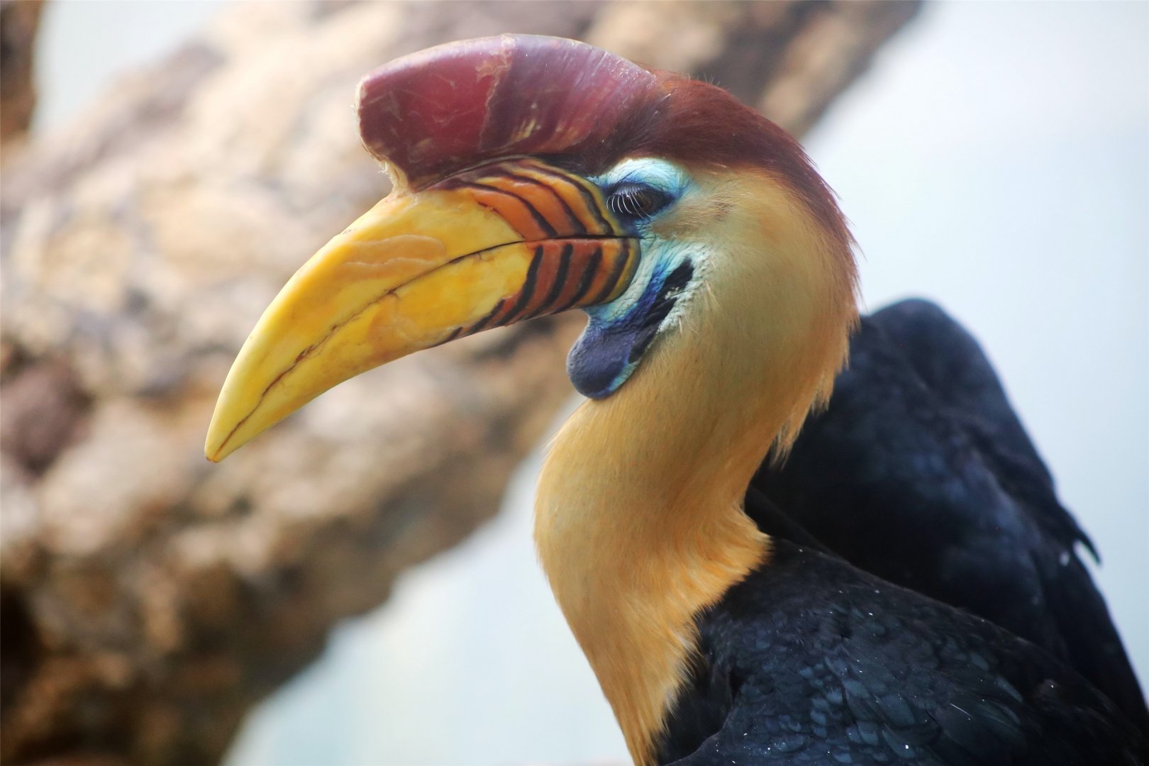 Knobbed hornbill (Rhyticeros cassidix)