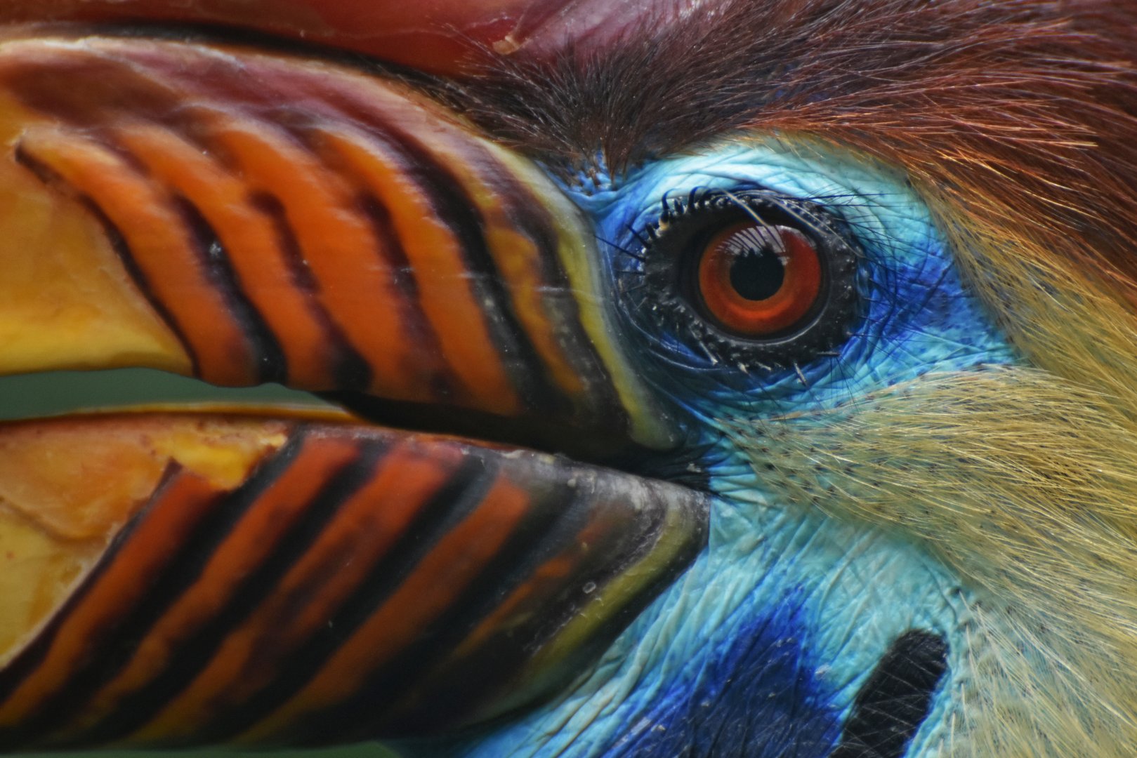 Knobbed Hornbill Rhyticeros cassidix