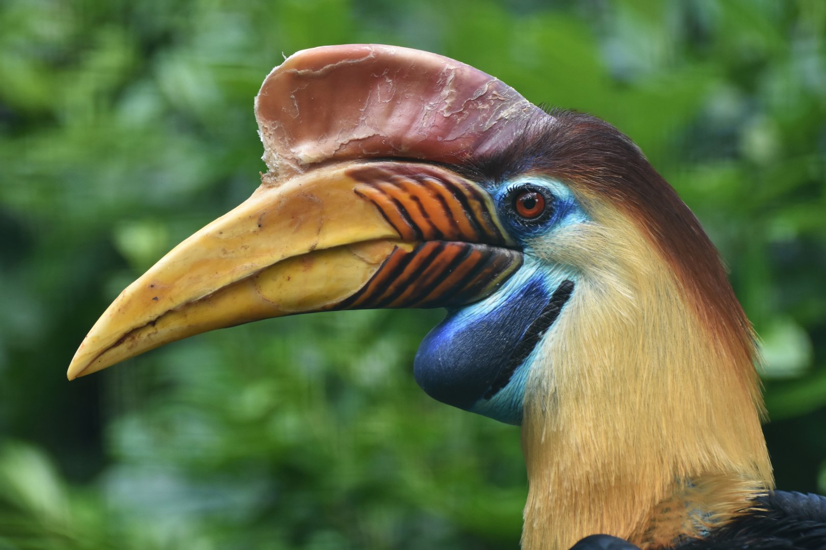Knobbed Hornbill Rhyticeros cassidix