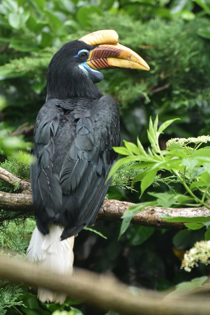 Knobbed Hornbill Rhyticeros cassidix