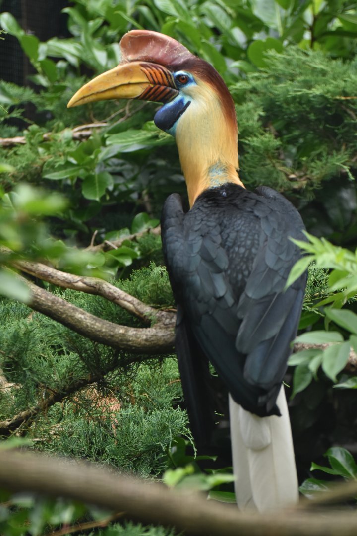 Knobbed Hornbill Rhyticeros cassidix