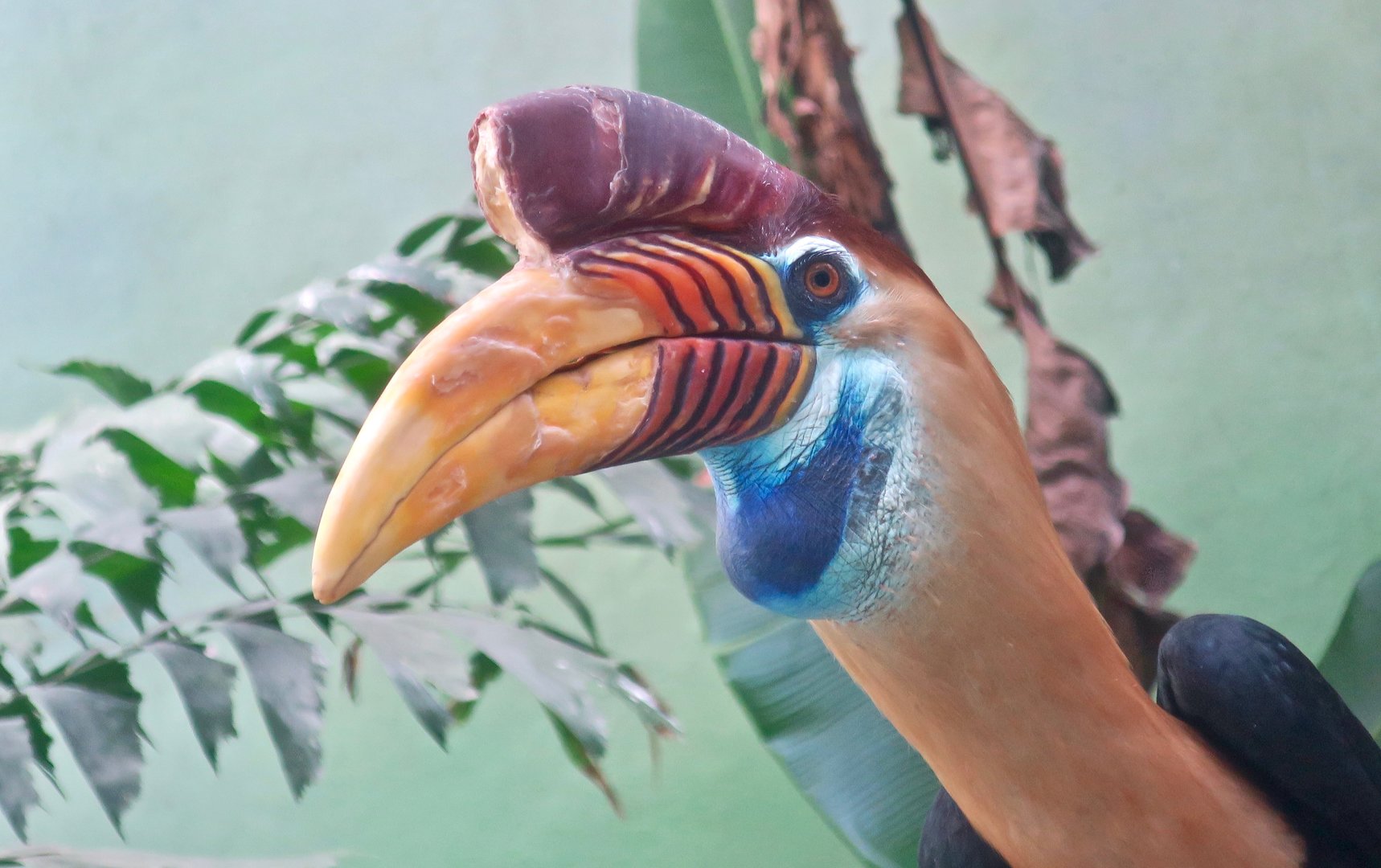 Knobbed Hornbill (Rhyticeros cassidix)