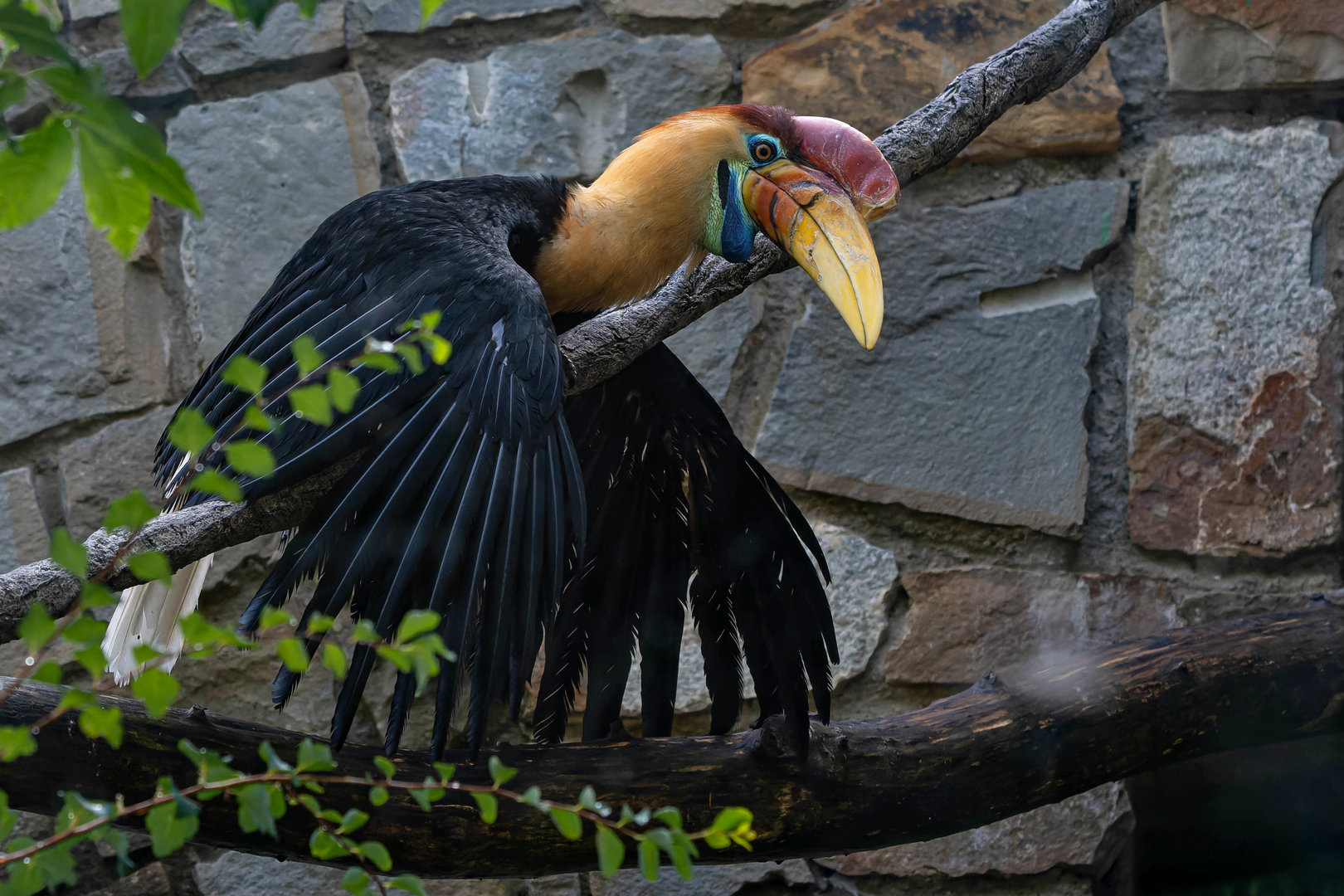 Knobbed hornbill (Rhyticeros cassidix)