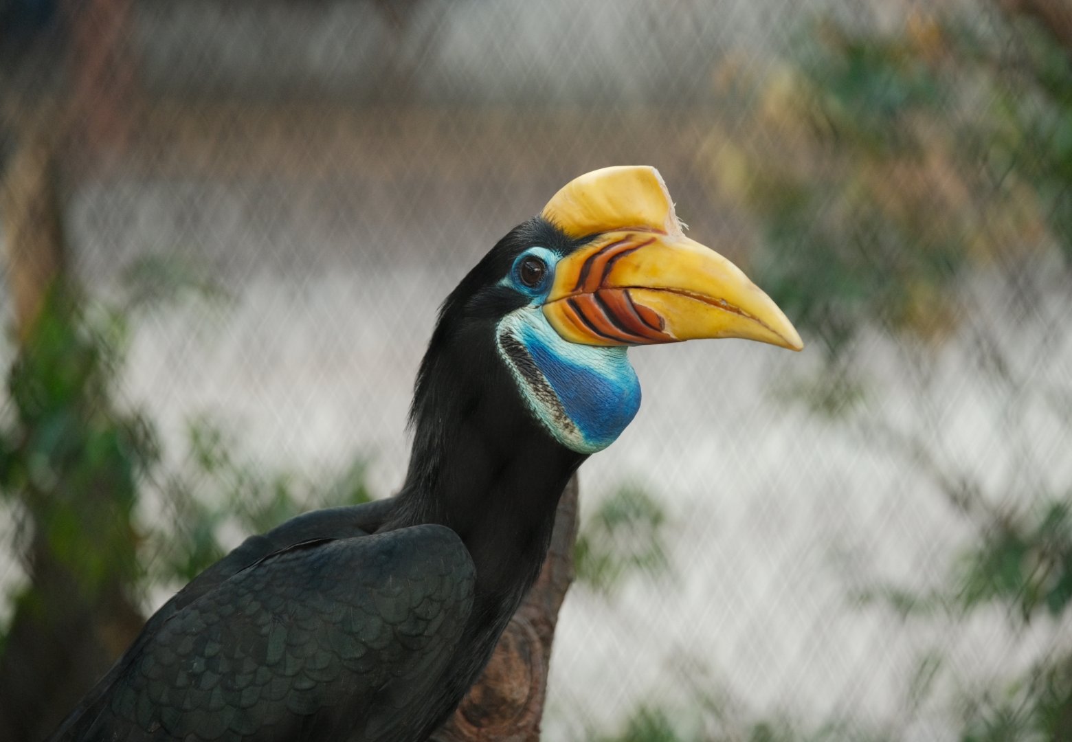 Knobbed Hornbill (Rhyticeros cassidix)