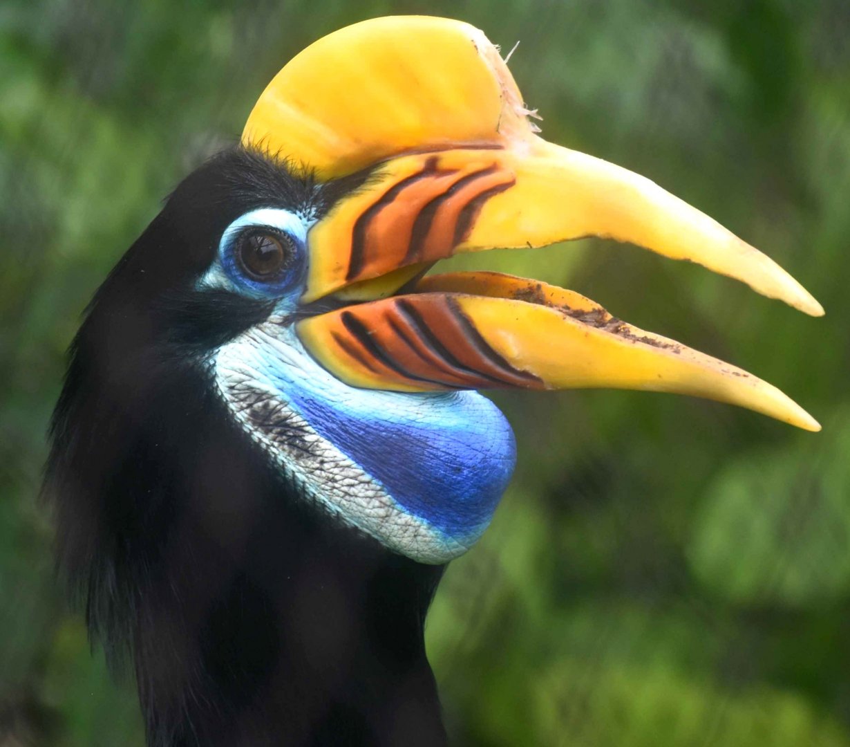 Knobbed Hornbill (Rhyticeros cassidix)