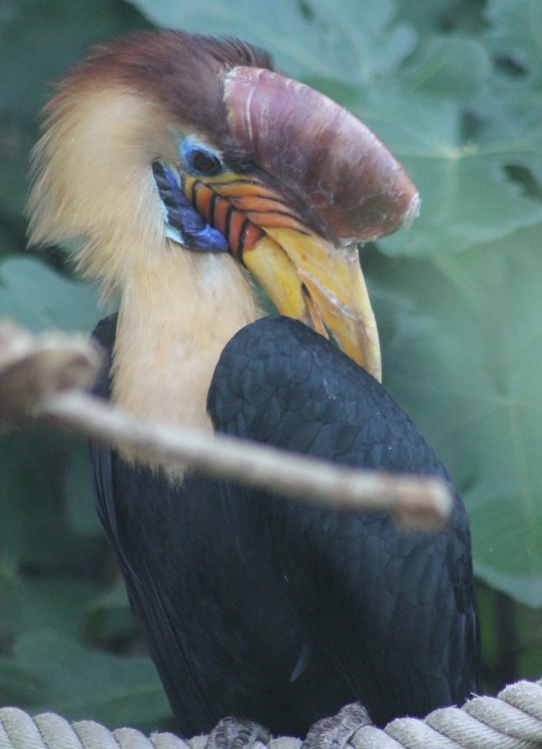 Knobbed hornbill