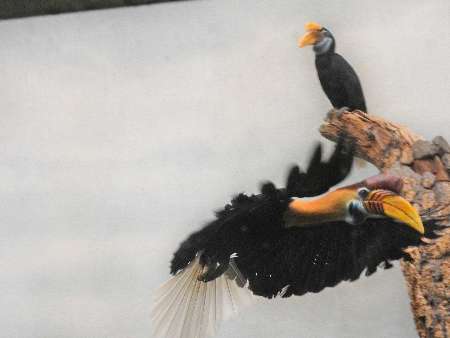 Knobbed Hornbill