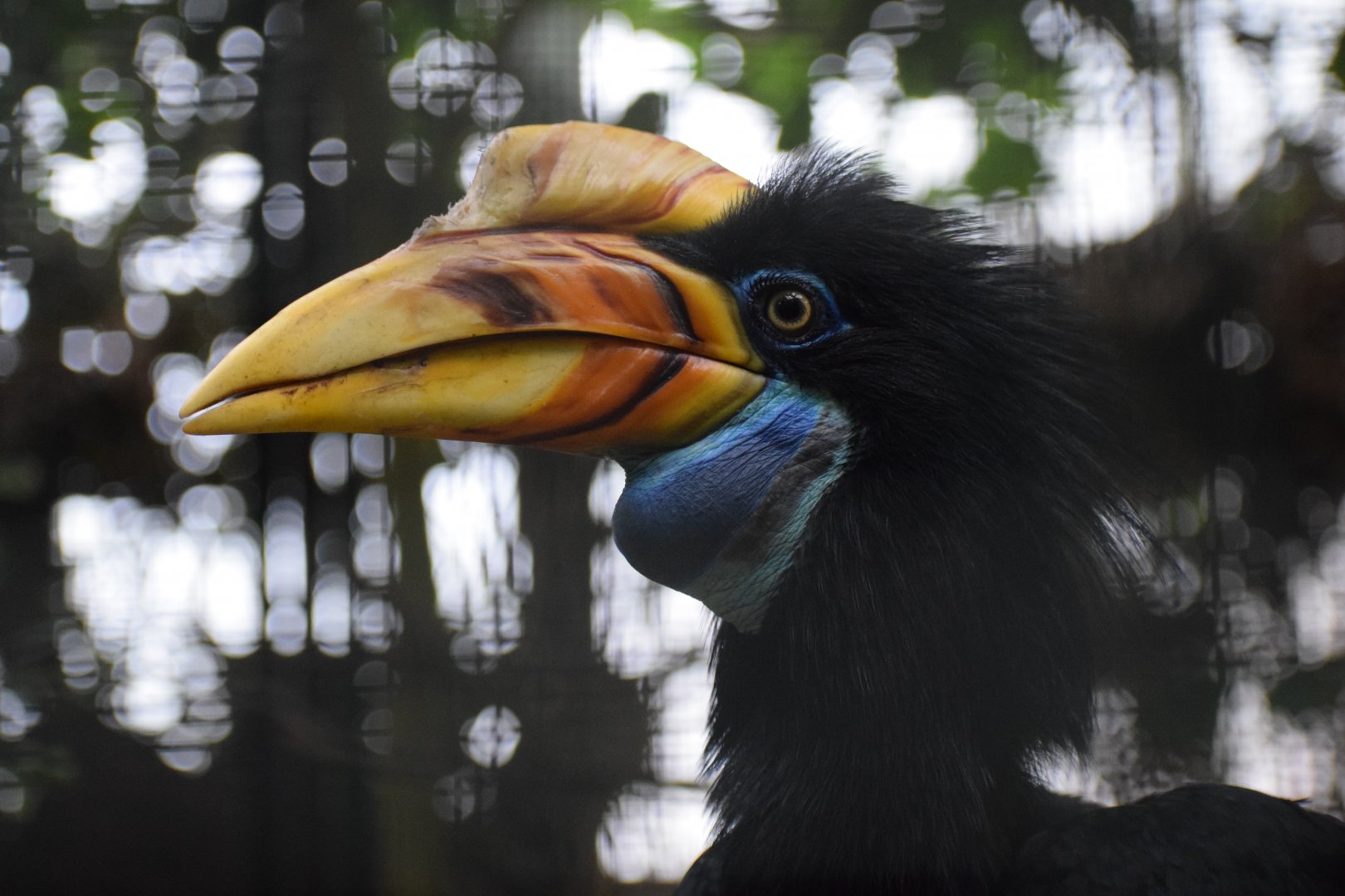 Knobbed hornbill