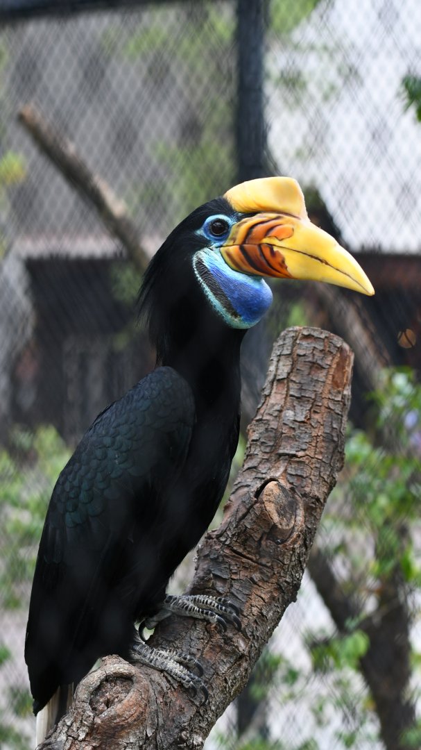 Knobbed Hornbill
