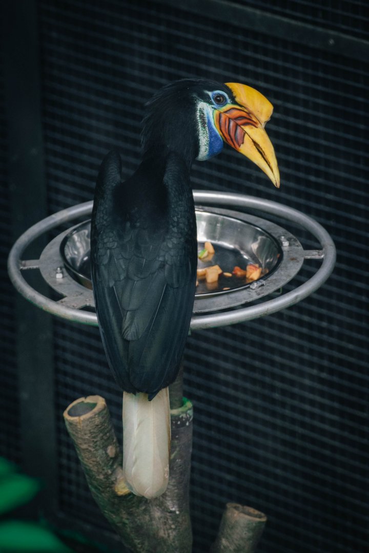 Knobbed Hornbill