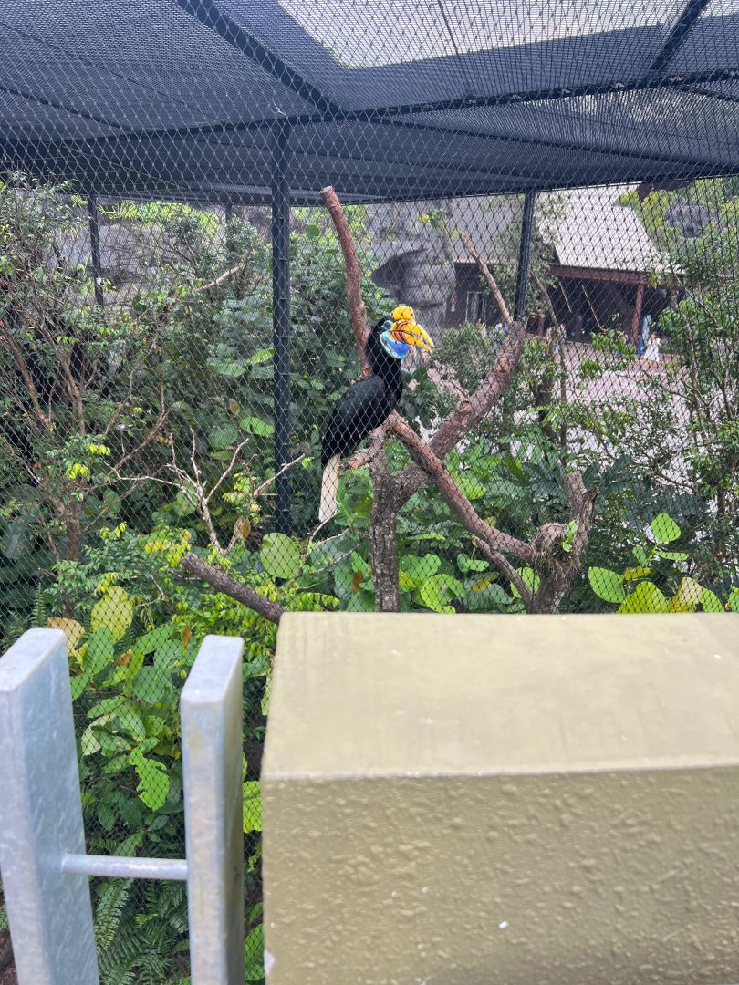 Knobbed Hornbill