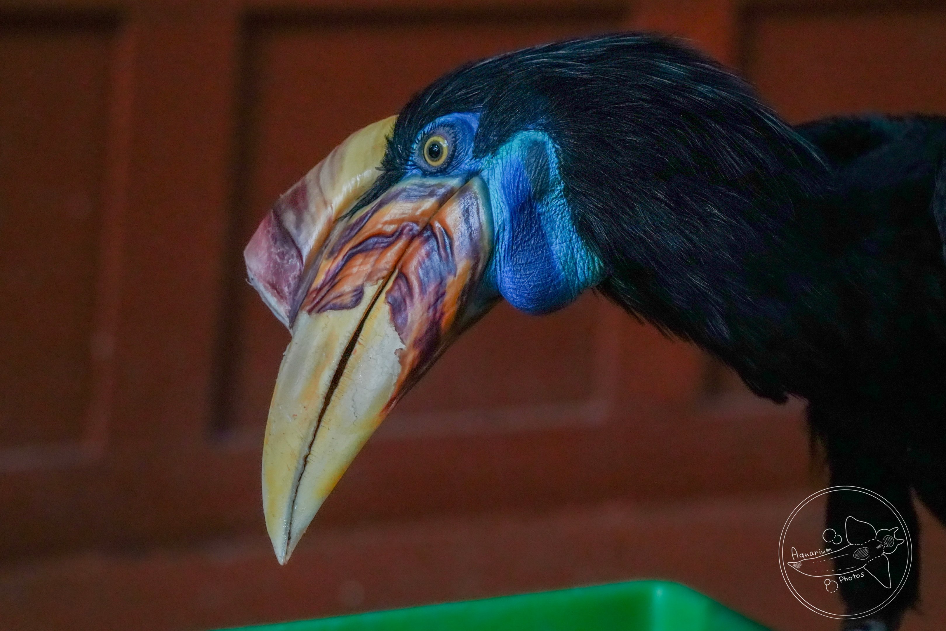 Knobbed hornbill?