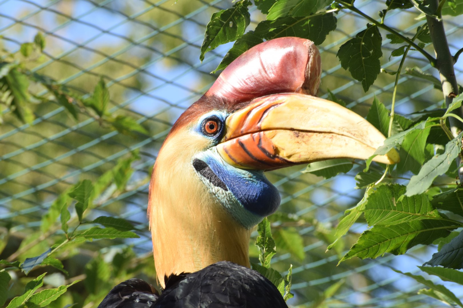 Knobbed hornbill