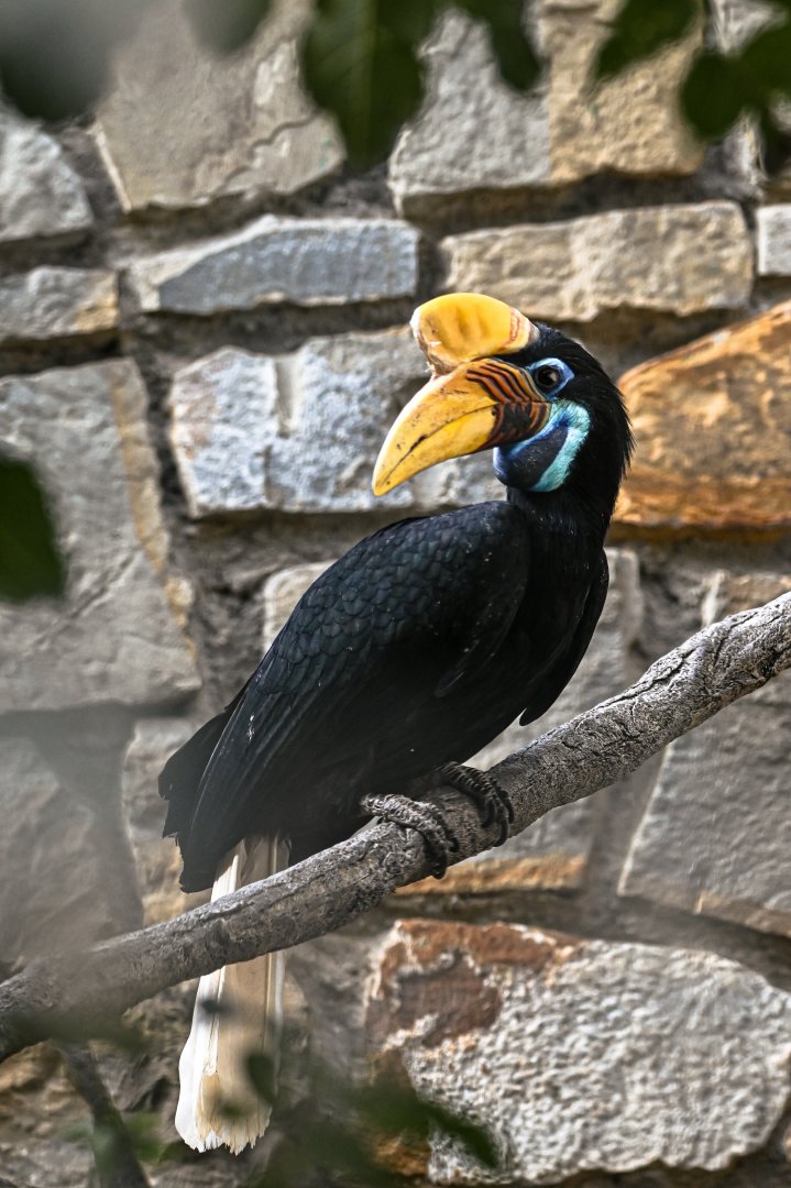 Knobbed hornbill